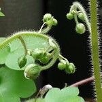 Saxifraga stolonifera Λουλούδι