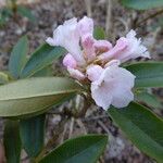 Rhododendron collettianum पत्ता