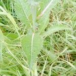 Sonchus asperLeaf