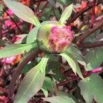 Paeonia × suffruticosa Квітка