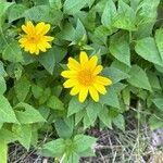 Helianthus decapetalus Цветок