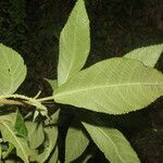 Acalypha apodanthes Leaf