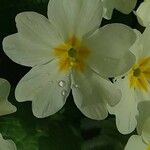 Primula vulgaris Λουλούδι