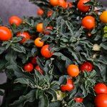 Solanum pseudocapsicum Habitus