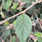 Cotoneaster franchetii برگ