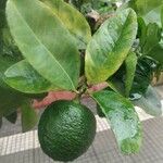 Citrus hystrix Frucht