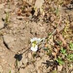 Calochortus gunnisonii Flor