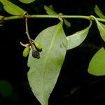 Chiococca alba Leaf