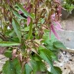 Campanula punctata Blatt