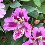 Alstroemeria spp. Кветка