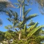 Araucaria columnaris Hoja
