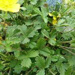 Potentilla grandiflora Folha