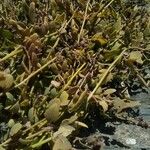 Atriplex portulacoides Blad