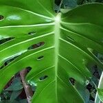 Monstera deliciosa Leaf