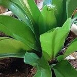Asplenium antiquum Leaf