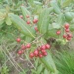 Psorospermum febrifugum Frucht