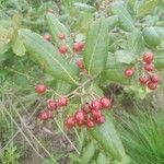 Psorospermum febrifugum Fruit