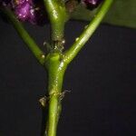 Psychotria guapilensis Φλοιός