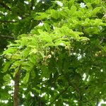 Bobgunnia fistuloides Hábito