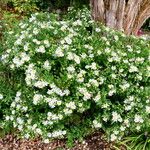 Aster ageratoides Habitus