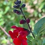 Salvia microphylla Blomst