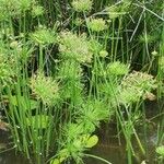 Cyperus haspan Ліст