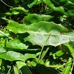 Crepis conyzifolia Leaf