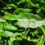 Crepis conyzifolia Folha