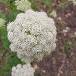 Libanotis pyrenaica 花