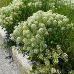 Lepidium draba Alkat (teljes növény)