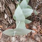 Eucalyptus crucis