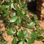 Searsia gueinzii Leaf
