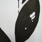 Miconia longifolia Други