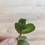 Portulaca oleraceaЛисток