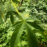 Callianthe striata Leaf