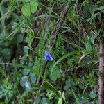 Parochetus africanus Hábito