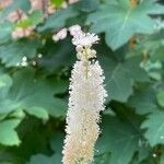 Actaea racemosa Virág