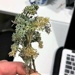 Artemisia caerulescens Ліст
