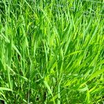 Triticum monococcum 整株植物