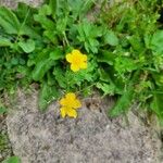 Ranunculus sardousFlower