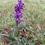 Anacamptis morioFlower