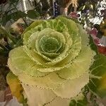 Brassica oleraceaList