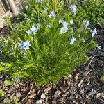 Amsonia ciliata Lapas