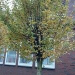 Acer davidii Feuille