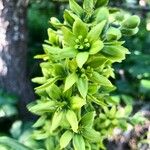 Veratrum lobelianum Blüte