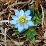 Gentiana sedifolia 花