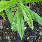 Solidago canadensisHoja