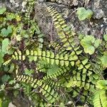 Asplenium trichomanes Φύλλο