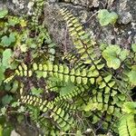 Asplenium trichomanes Leaf