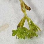 Valerianella eriocarpa Flower